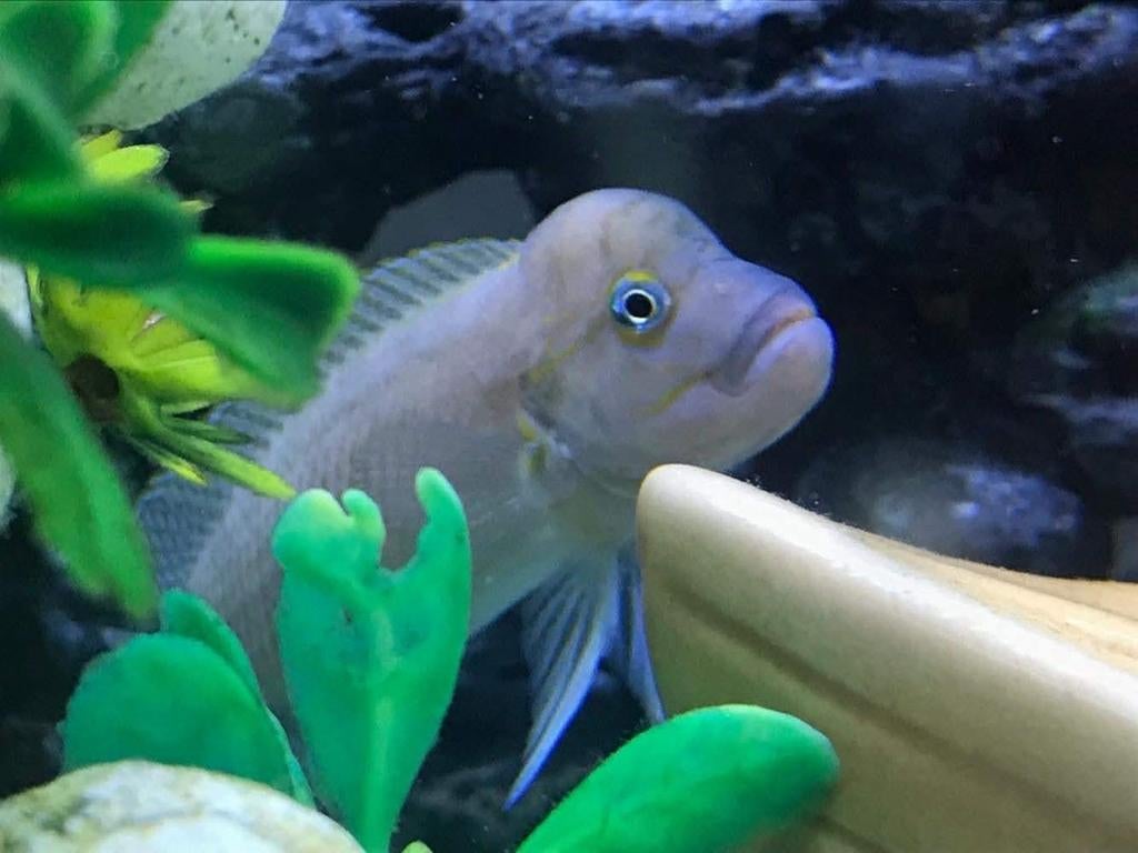 GEZOCHT (ZIE BESCHRIJVING), Vis