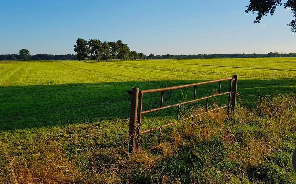 Weiland te huur/ te koop gevraagd, Weidegang, 4 paarden of pony's of meer