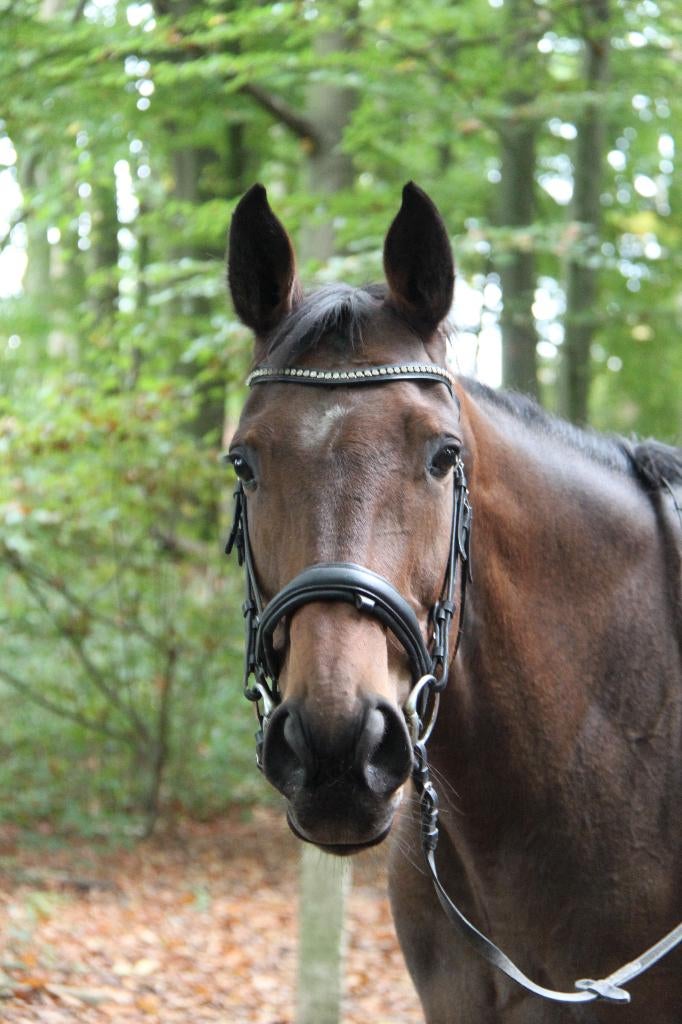 Prachtige merrie, 10 jaar, recreatief, Dieren en Toebehoren, Paarden, 7 tot 10 jaar, 160 tot 165 cm, Recreatiepaard, Merrie