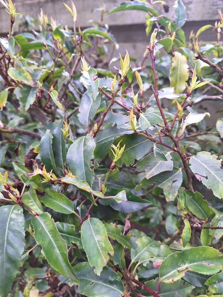 LAURIER.  KLEINE BLAD & blijft groen., Ophalen, Laurier, 100 tot 250 cm