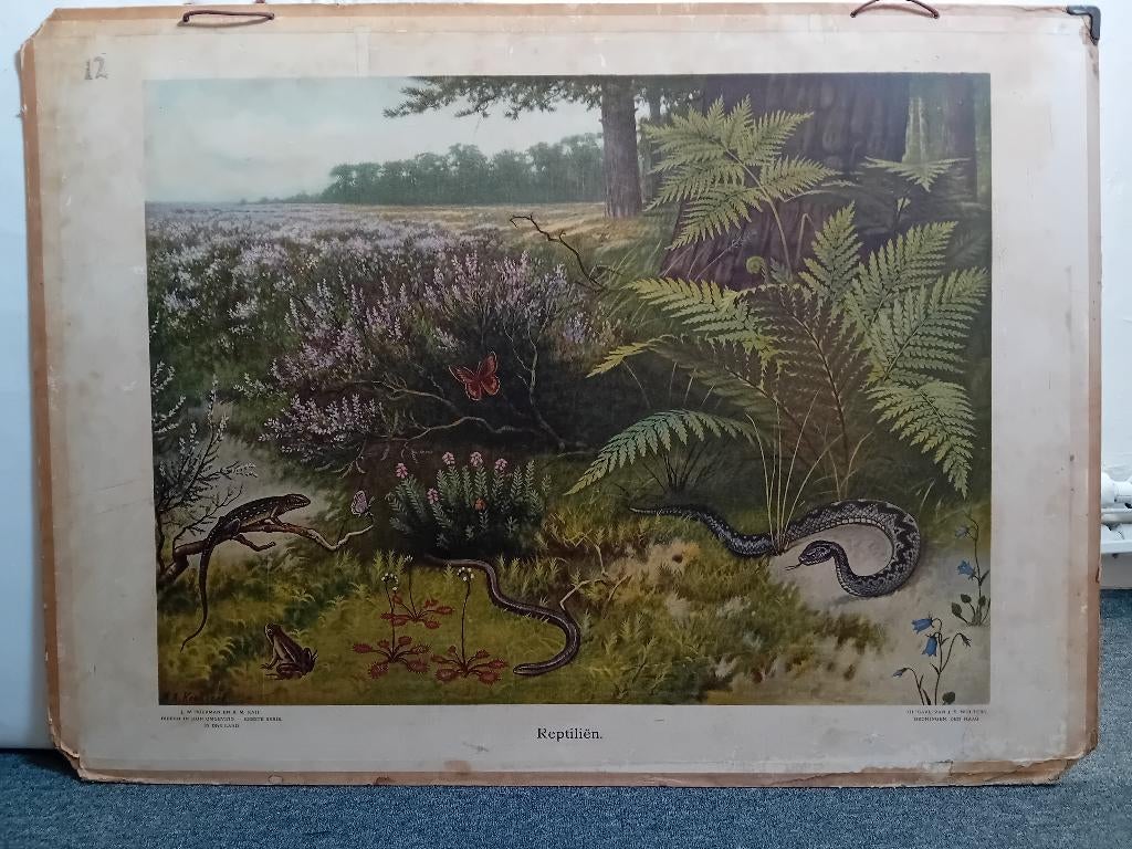 Schoolplaat Biologie., Ophalen, Natuur en Biologie