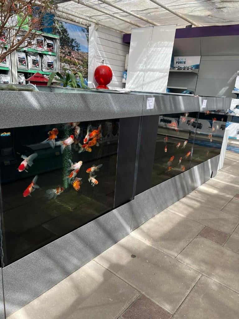 de mooiste sluierstaarten van Apeldoorn!, Dieren en Toebehoren, Vis, Zoetwatervis