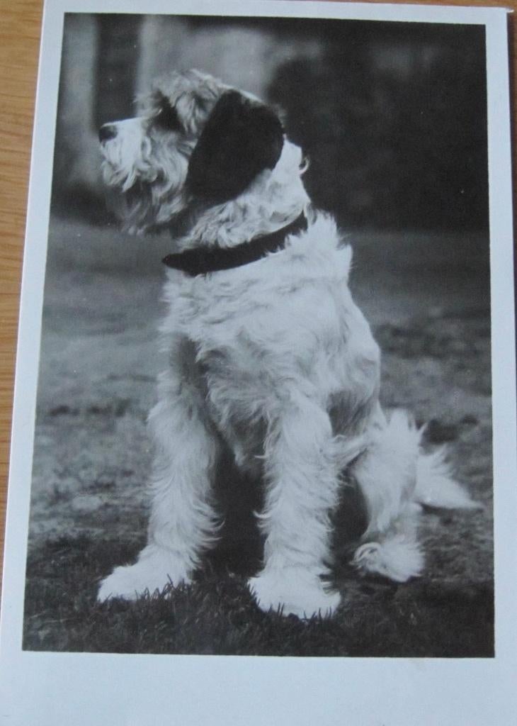 Terrier op ansichtkaart - 1954, Verzenden, 1940 tot 1960, Gelopen, Hond of Kat