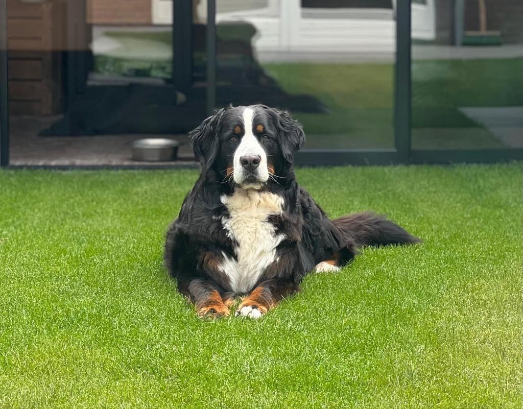 Raszuivere Berner Sennen pups met stamboom, 8 tot 15 weken, Meerdere dieren, Eén hond, Herder