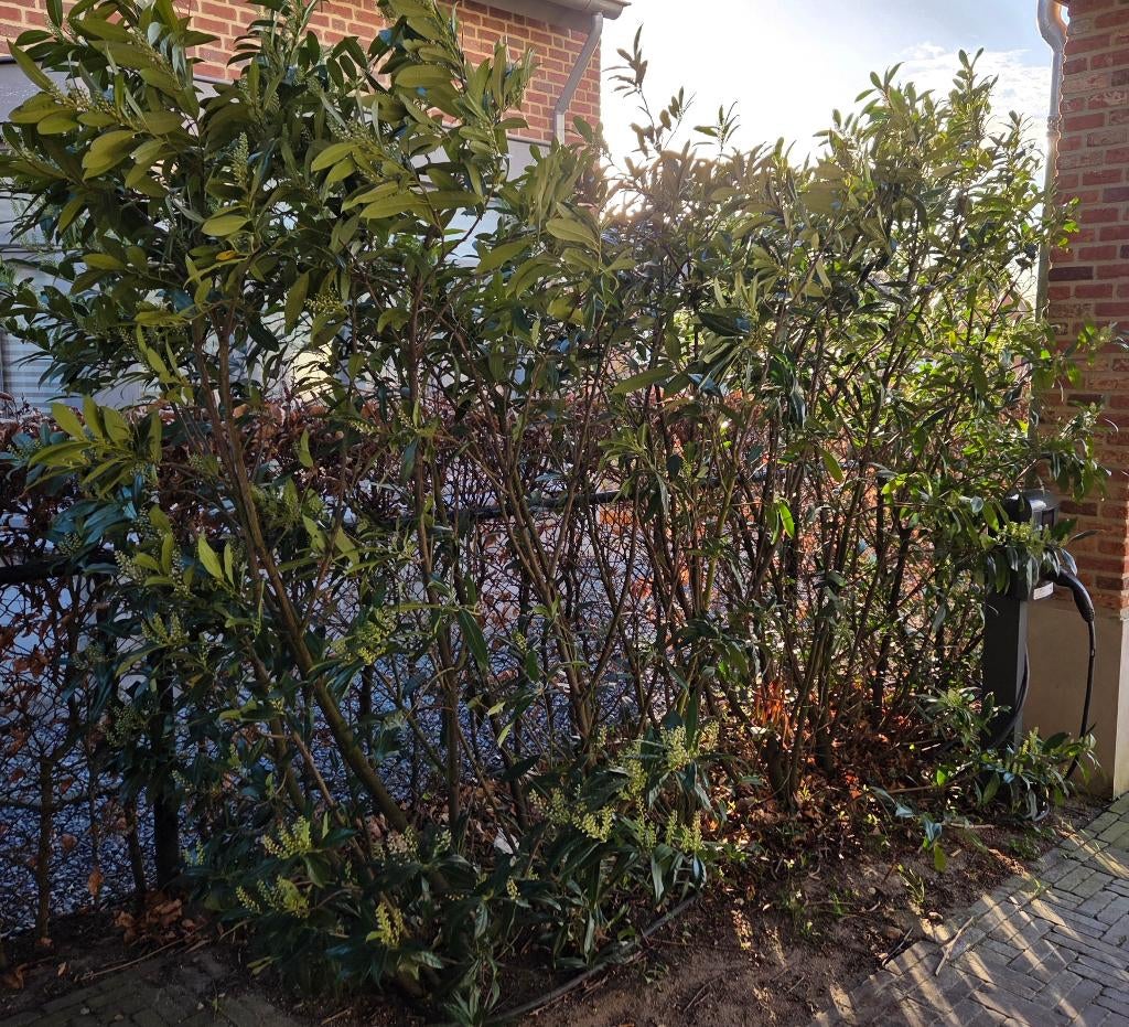 Laurier haag, Ophalen, Laurier, Haag, 100 tot 250 cm