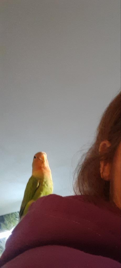 Jonge agapornis roscollie met DNA popje., Dieren en Toebehoren, Vogels | Parkieten en Papegaaien, Vrouwelijk, Dwergpapegaai of Agapornis