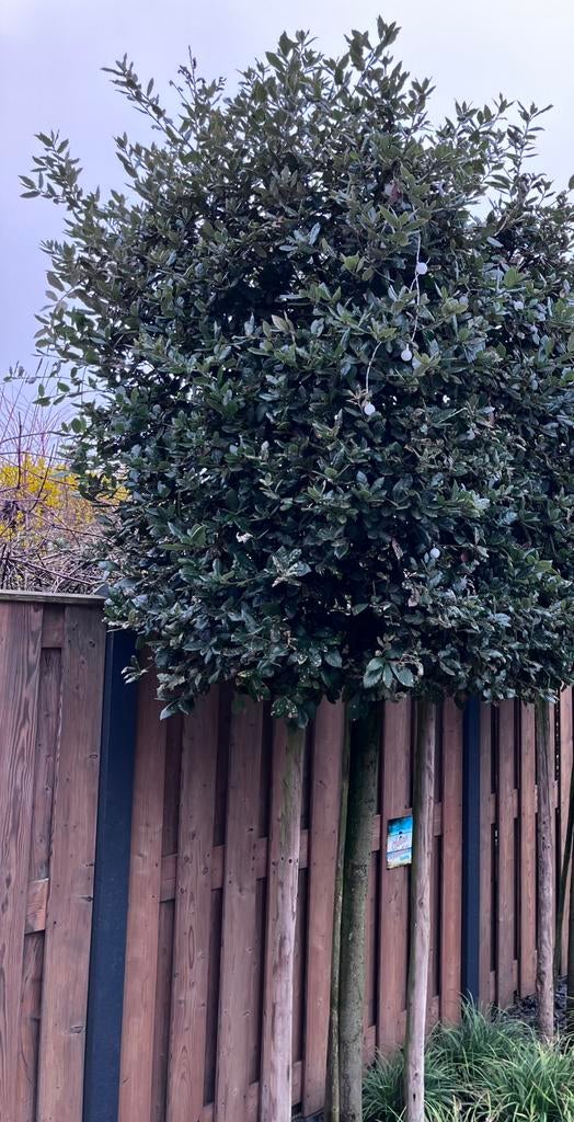 🌲 Quercilus ilex steeneik, Ophalen, Bloeit niet, Halfschaduw, Overige soorten