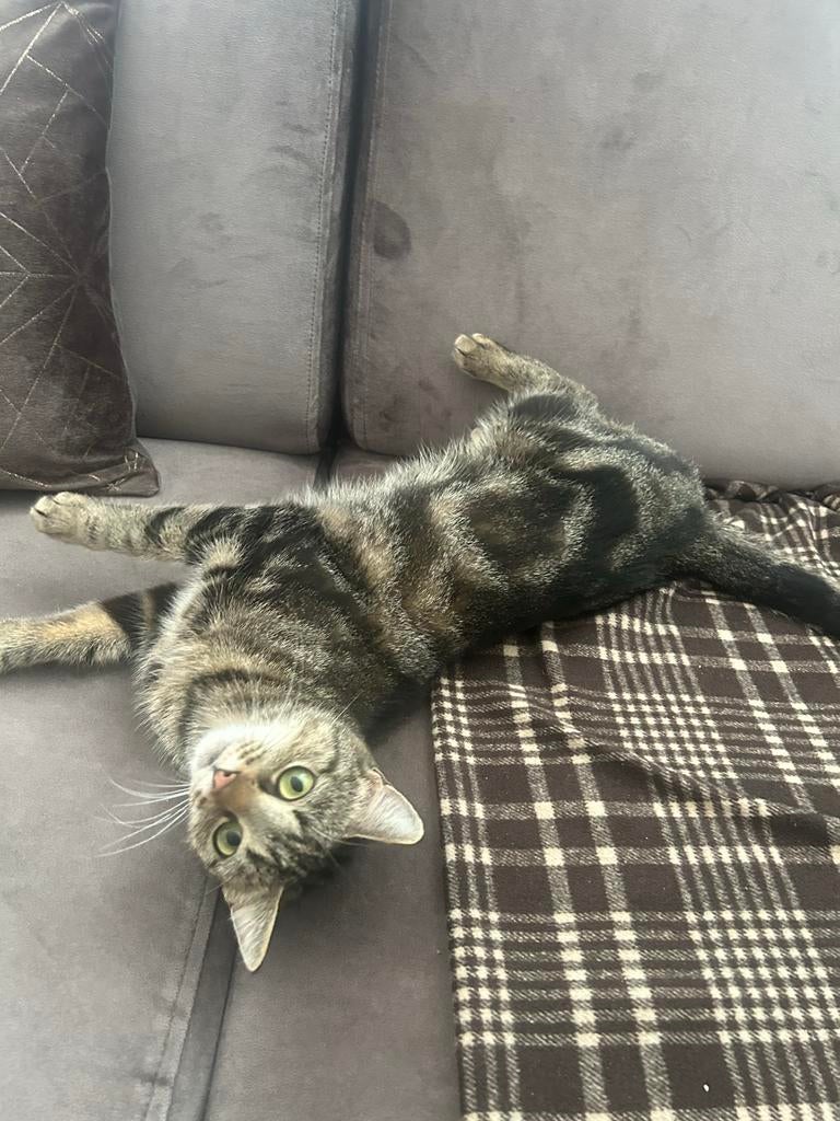 Bengaalse poes van 9 maanden (is gesteriliseerd), Dieren en Toebehoren, Katten en Kittens | Overige Katten, Poes