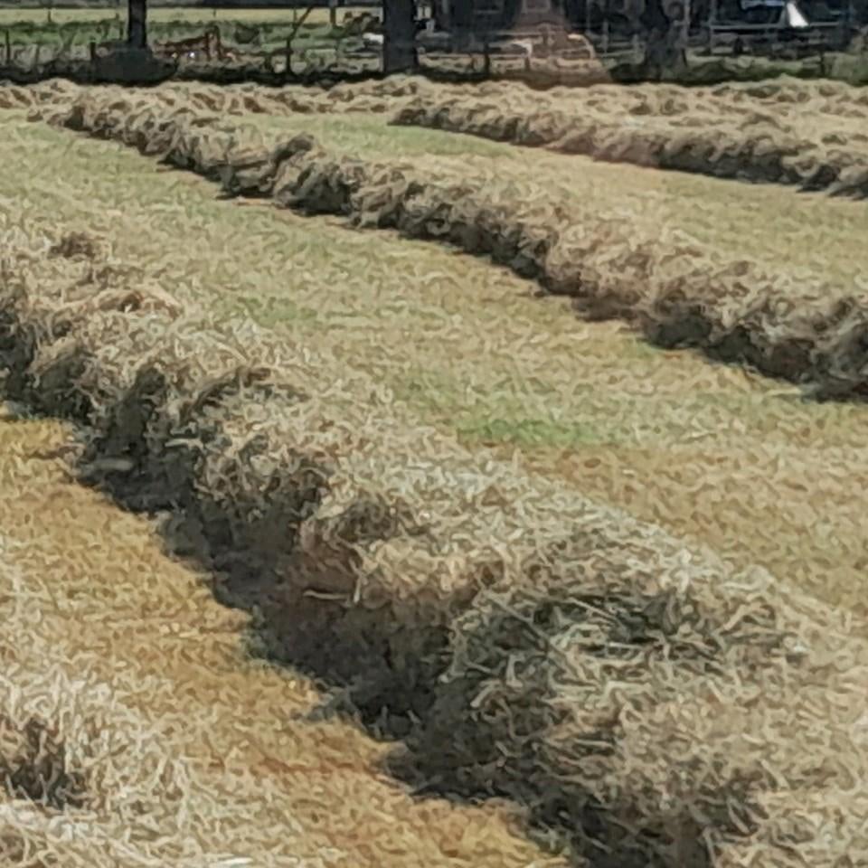 Mooi hooi tekoop 2024 /2025, Dieren en Toebehoren, Dierenvoeding, Ophalen of Verzenden, Vee