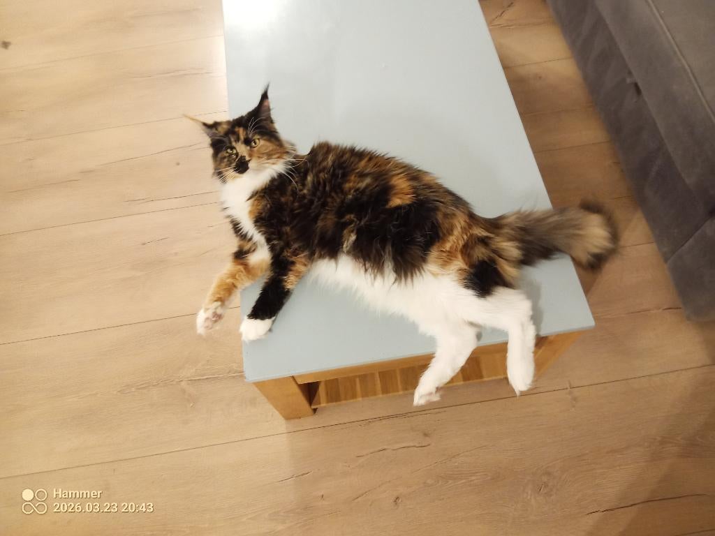 Russische Maine Coon kittens met stamboom, Meerdere dieren, Met stamboom, 0 tot 2 jaar