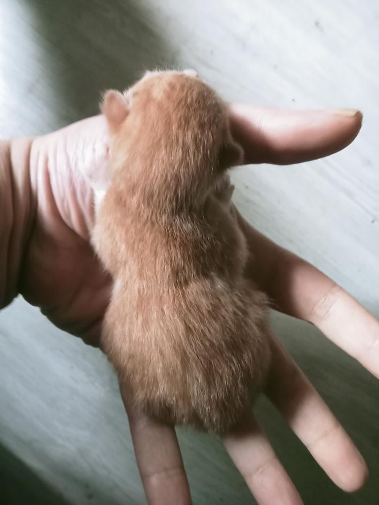 Prachtige rode kittens en 1 zwart tuxedo te reserveren, Dieren en Toebehoren, Katten en Kittens | Overige Katten, Geslacht onbekend