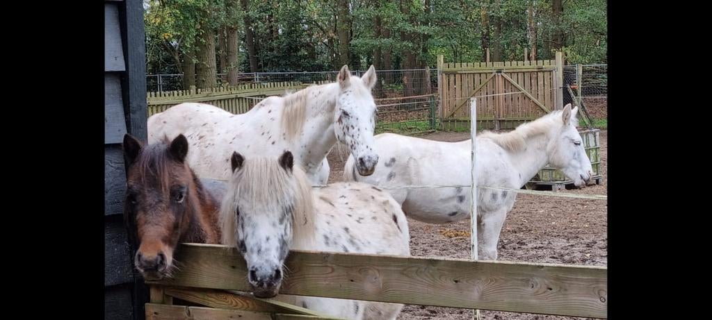 Oppassen op huis en dieren, vakantiewerk, Ophalen of Verzenden