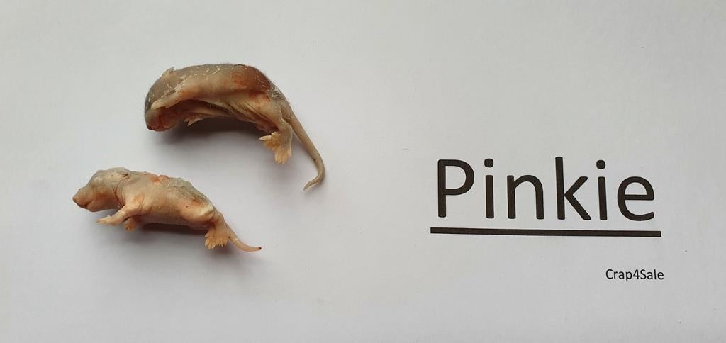 Diepvries muizen, Slang, 0 tot 2 jaar