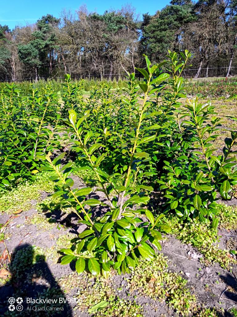 Prunus novita laurier struiken 100-125cm vertakte planten, Ophalen of Verzenden, Laurier, Struik, 100 tot 250 cm