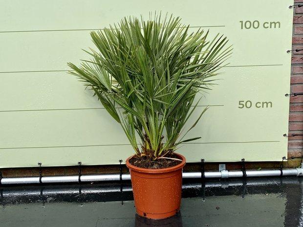 Palmboom - Chamaerops Humilis - stamhoogte 10 cm, In pot, Halfschaduw, Ophalen of Verzenden, 100 tot 250 cm