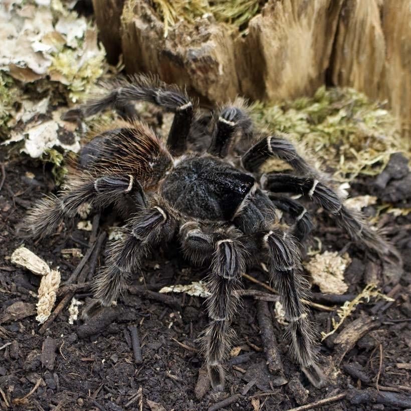 Lasiodora Parahybana, Vogelspin,  Tarantula, Dieren en Toebehoren, Insecten en Spinnen, Spin of Schorpioen