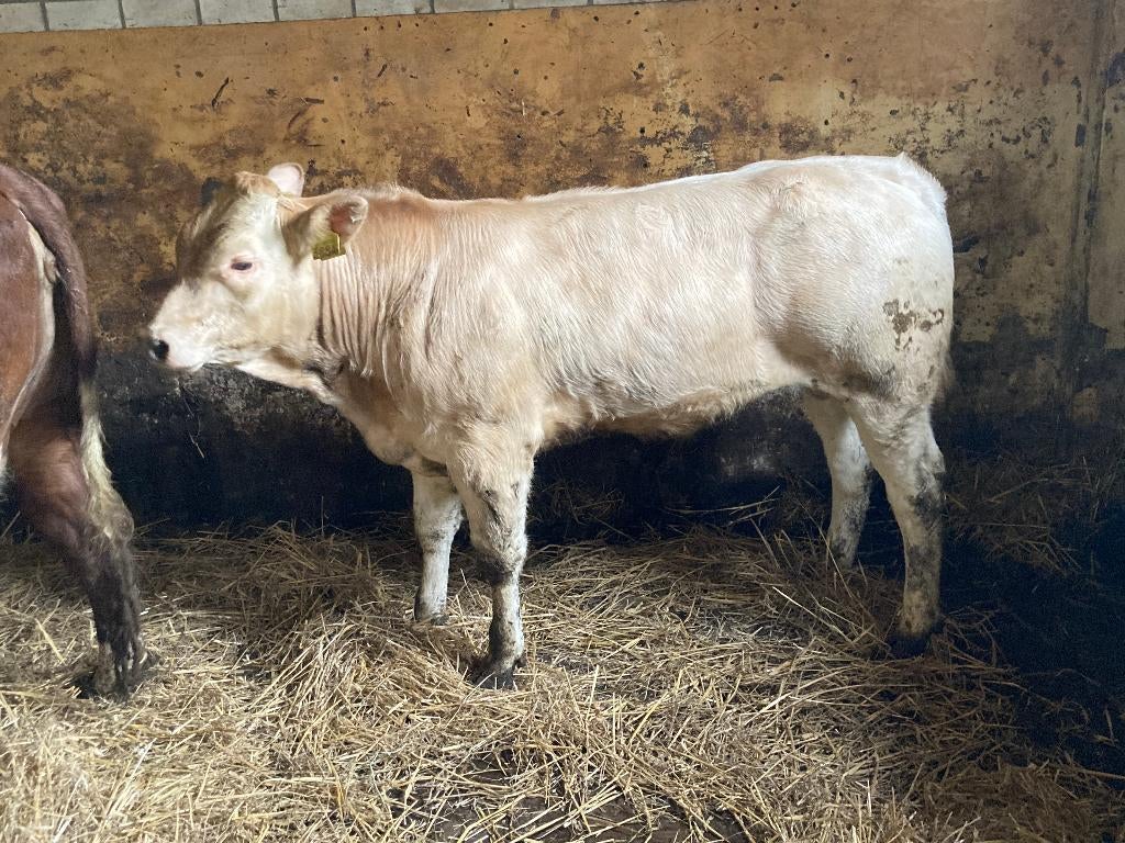 Piemontese stierkalf, Dieren en Toebehoren, Mannelijk, 0 tot 2 jaar