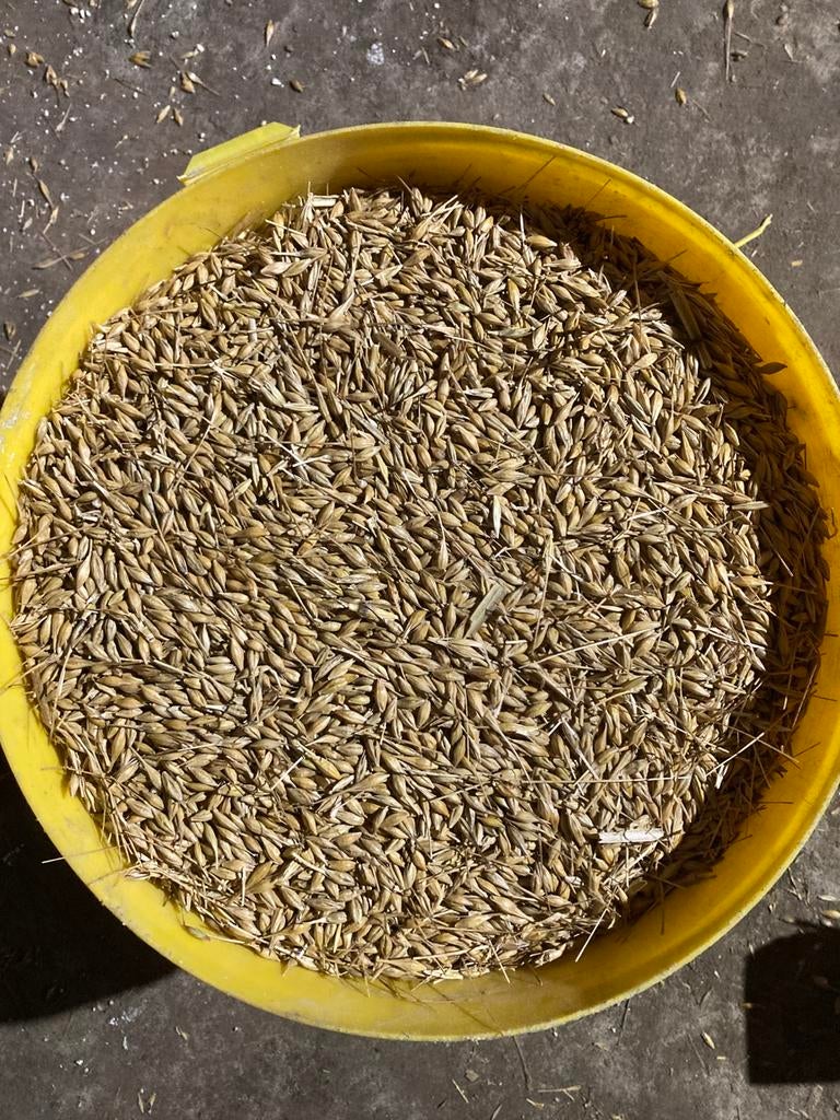 Graan, Gerst Maïs te koop. Hele korrels of gemalen, Ophalen of Verzenden