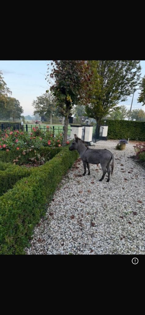Mini Ezelhengstje ter dekking, Dieren en Toebehoren, Overige Dieren, Mannelijk, September