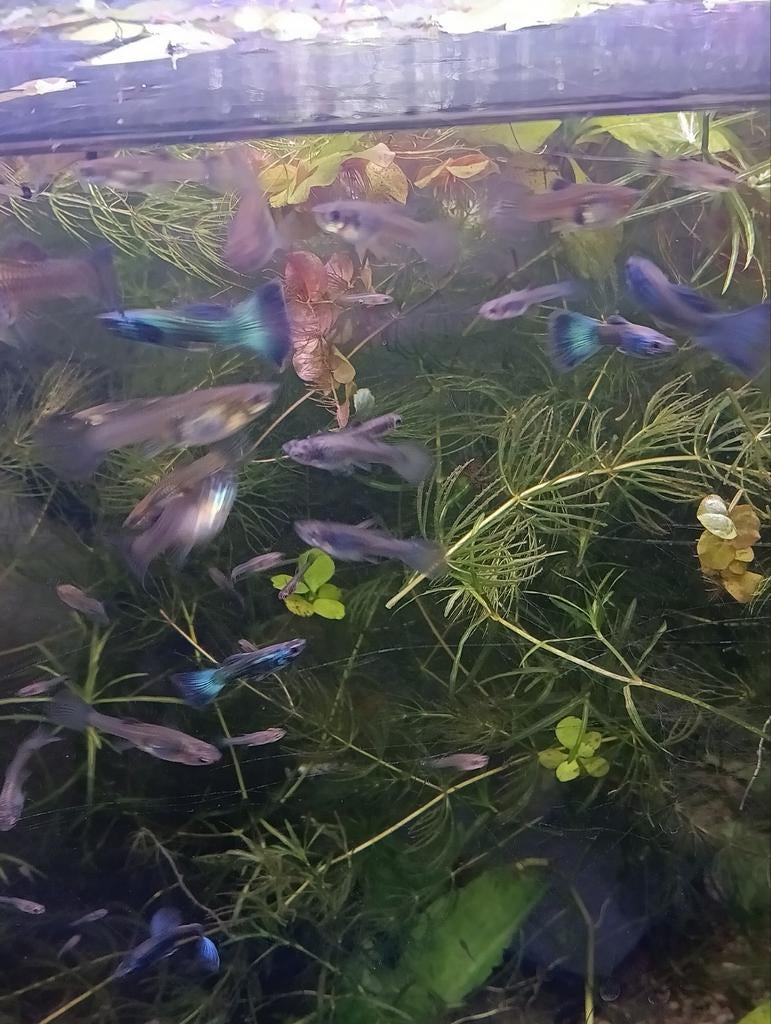 Moscow Blue show guppy delta
