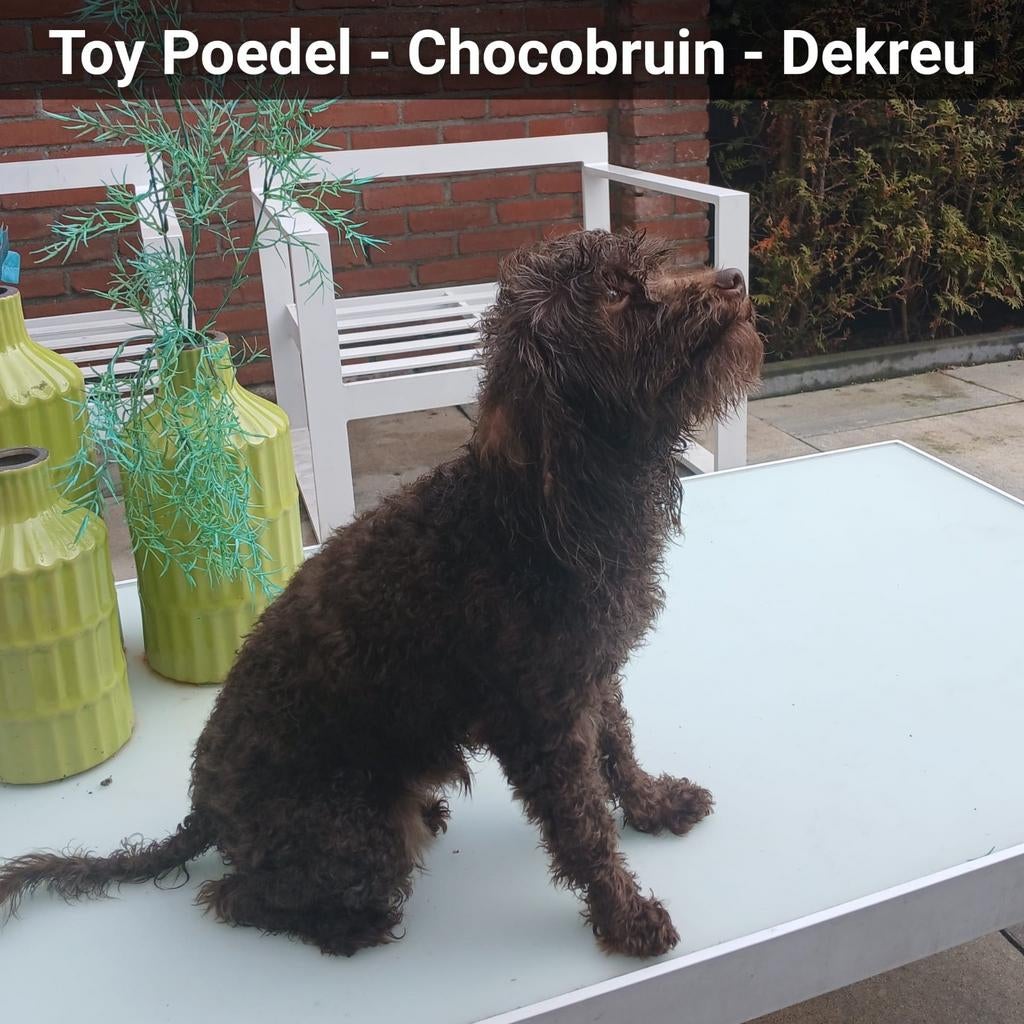 Mooie toypoedel dekreu beschikbaar voor dekkingen, Dieren en Toebehoren, Parvo, Reu, Eén hond, 3 tot 5 jaar