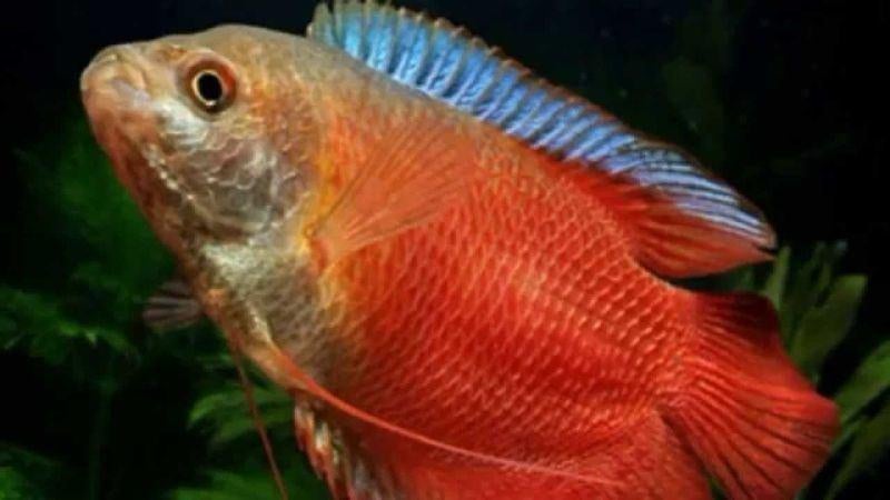 Dwerg Gourami - Trichogaster Lalius Red Coral, Dieren en Toebehoren, Vissen | Aquariumvissen, Zoetwatervis, Vis