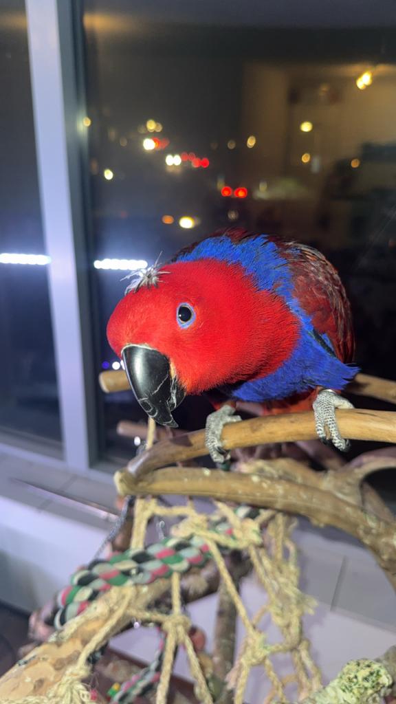 Jonge Handtamme Edel papegaai pop  en speeltjes, Dieren en Toebehoren, Vogels | Parkieten en Papegaaien, Papegaai, Vrouwelijk