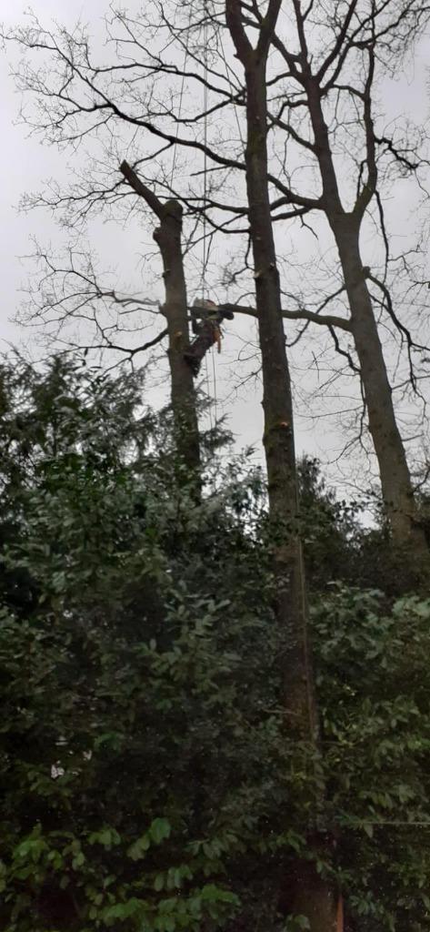 Boomverzorging, Diensten en Vakmensen, Tuinmannen en Stratenmakers, Garantie, Tuinonderhoud of Snoeiwerk