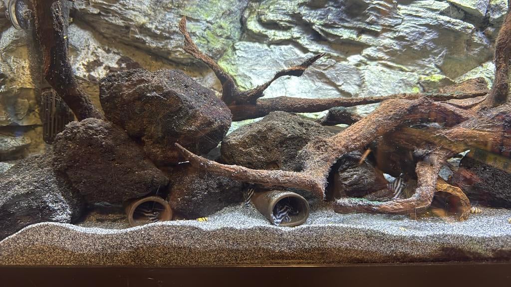 L046 / L46 - hypancistrus zebra, Vis