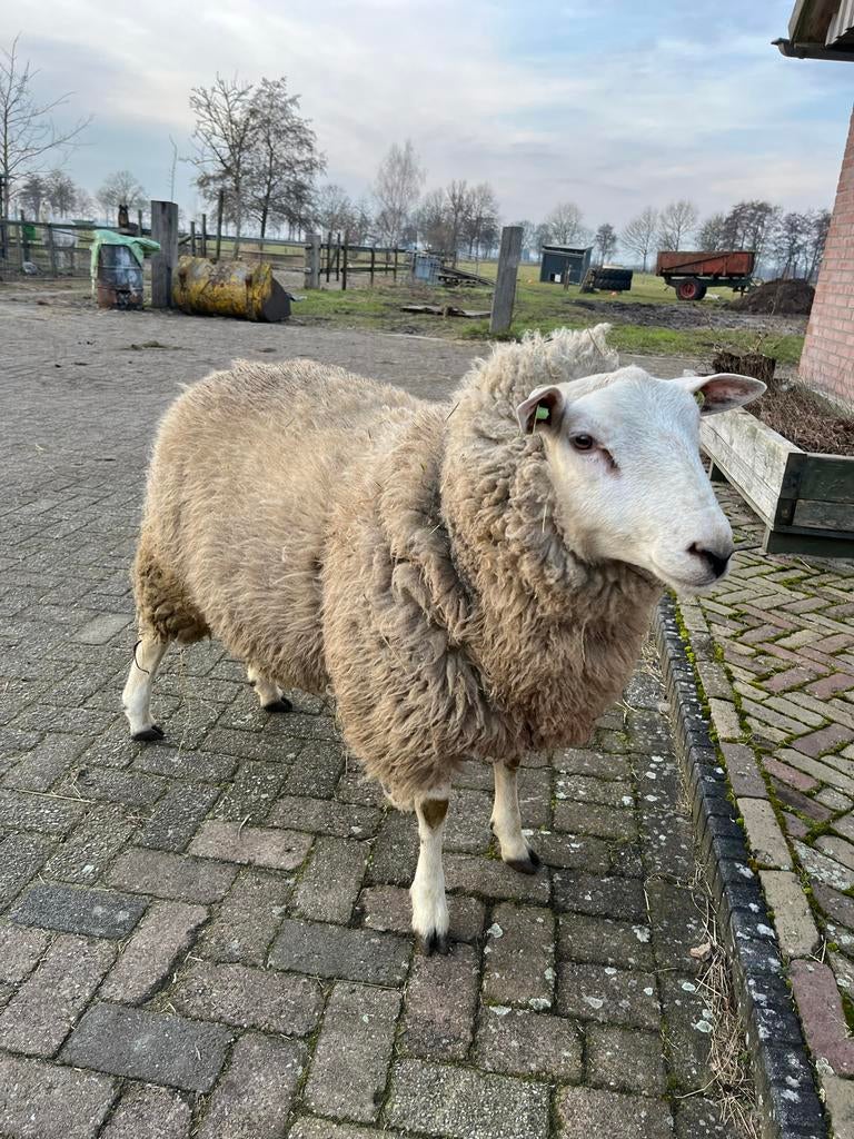 Swifter ram te koop, Mannelijk, Schaap