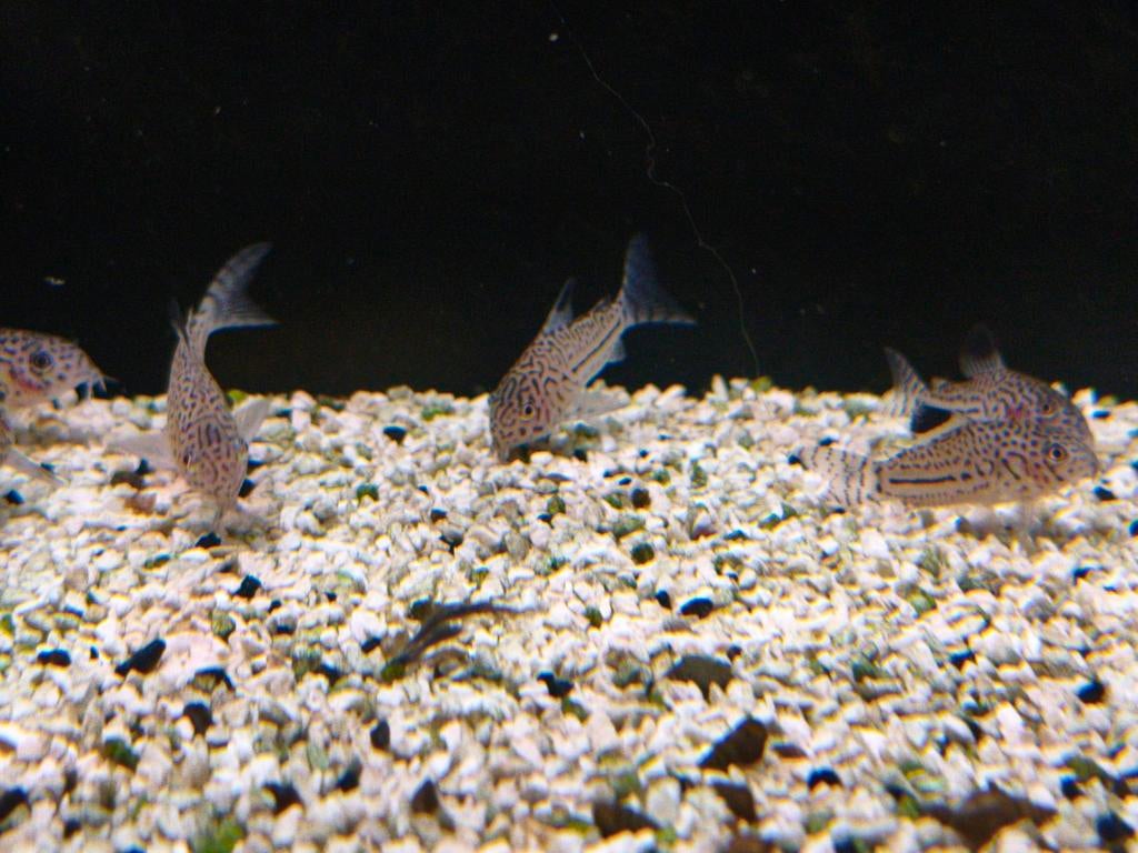 Corydoras julii, Dieren en Toebehoren, Vissen | Aquariumvissen, Vis, Zoetwatervis, Schoolvis