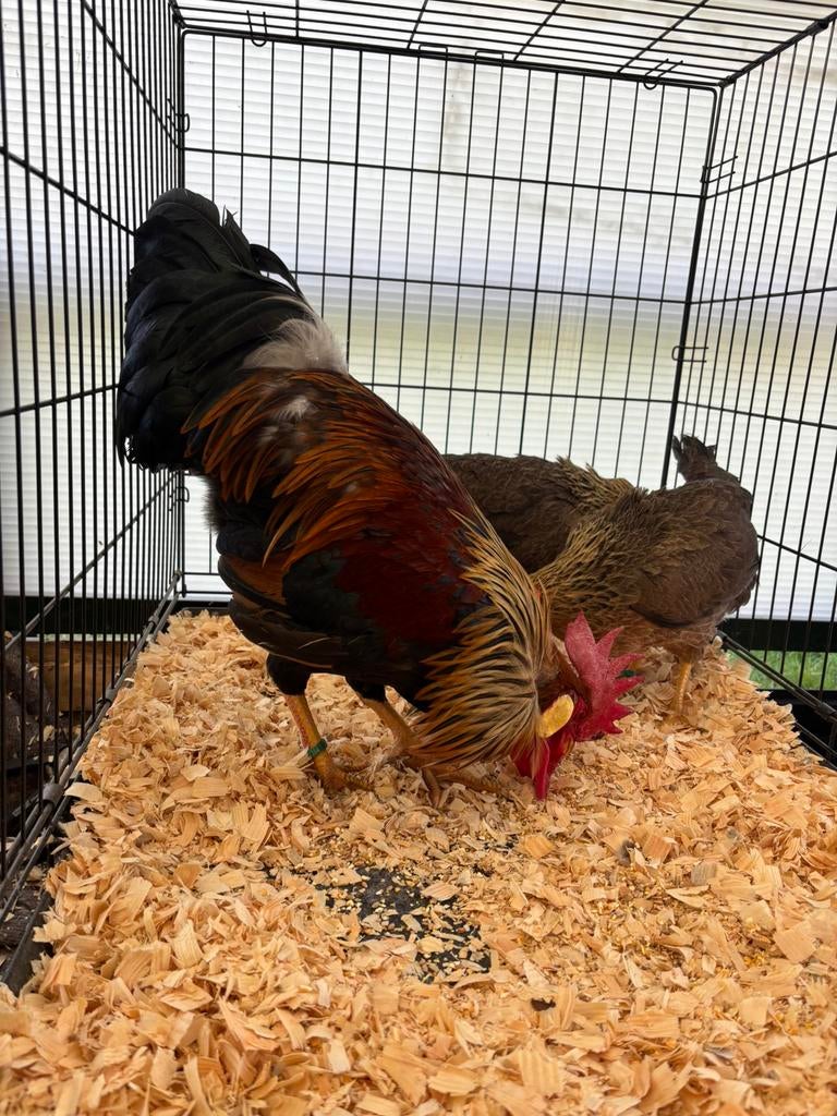 Hele mooie patrijs leghors te koop, Vrouwelijk, Kip