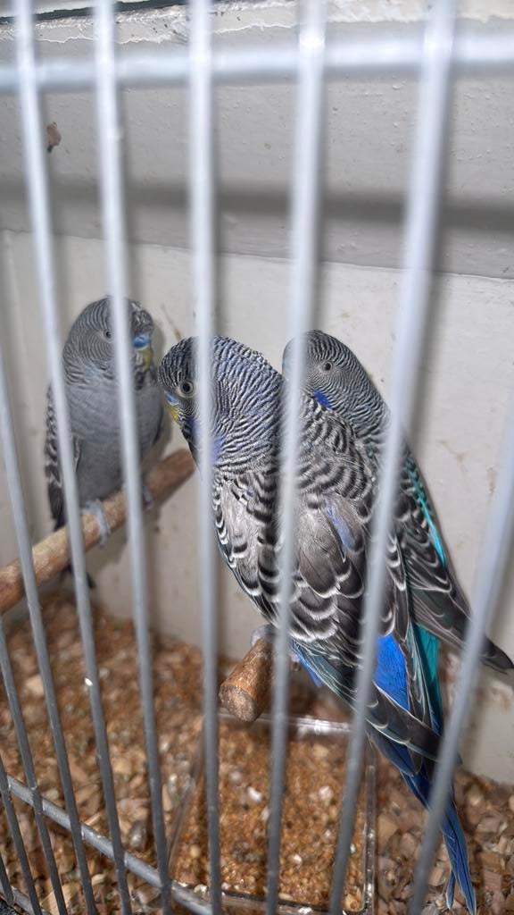 Blackface splits, Dieren en Toebehoren, Vogels | Parkieten en Papegaaien