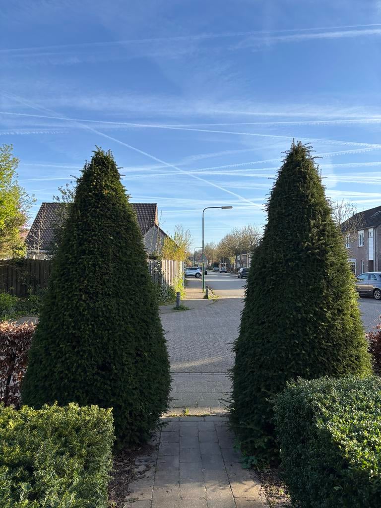 Kegel Taxus - Groenblijvende Conifeer voor Tuin, Volle zon, Vaste plant, Bloeit niet, Ophalen