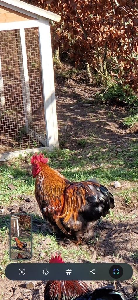 cochin kriel hanen, Juni, Mannelijk