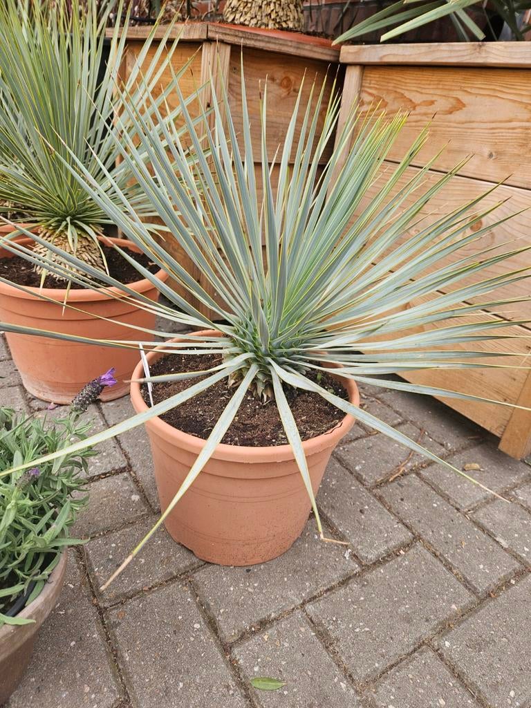 Oleander op hoge stam: 175cm hoog, Tuin en Terras, Planten | Bomen, Volle zon, Ophalen of Verzenden, 100 tot 250 cm, Zomer