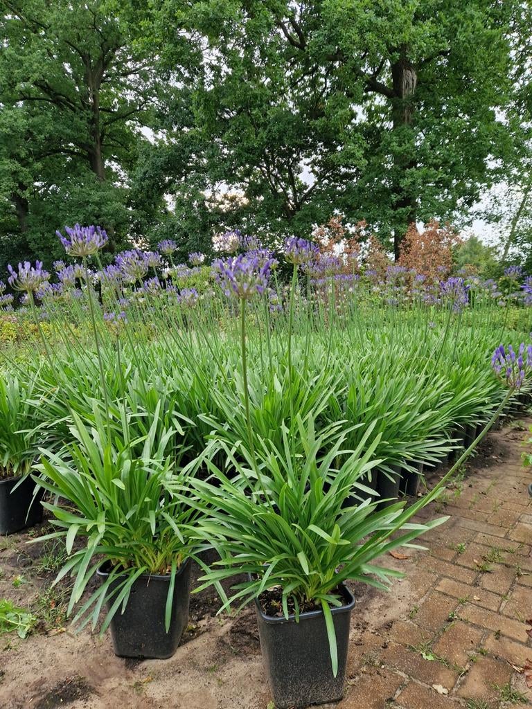 Agapanthus 'Dr. Brouwer' - Afrikaanse Lelie, Overige soorten, Volle zon, Vaste plant, Ophalen of Verzenden