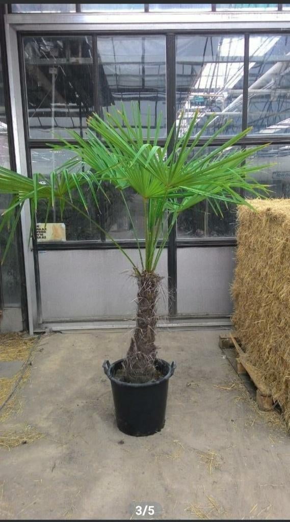 Winterharde Trachycarpus fortunei palmen te koop!, Bloeit niet, 100 tot 250 cm, Palmboom, Ophalen