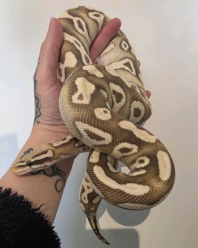 Ballpython- koningspython- python regius Ball Python - male for sale from MiSa
