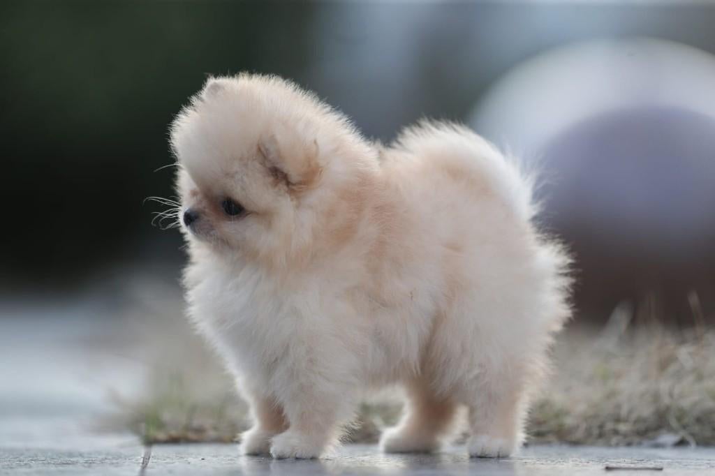 Pomeriaan pup reutje Orange Bear type – te reserveren, Nederland, Keeshond, Reu, 8 tot 15 weken