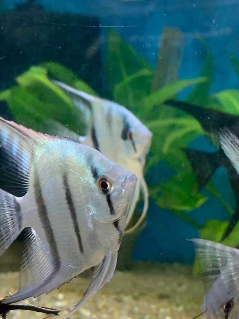 Aktie !!  €4,99 Maanvissen blauw, Dieren en Toebehoren, Vissen | Aquariumvissen, Vis, Zoetwatervis, Schoolvis