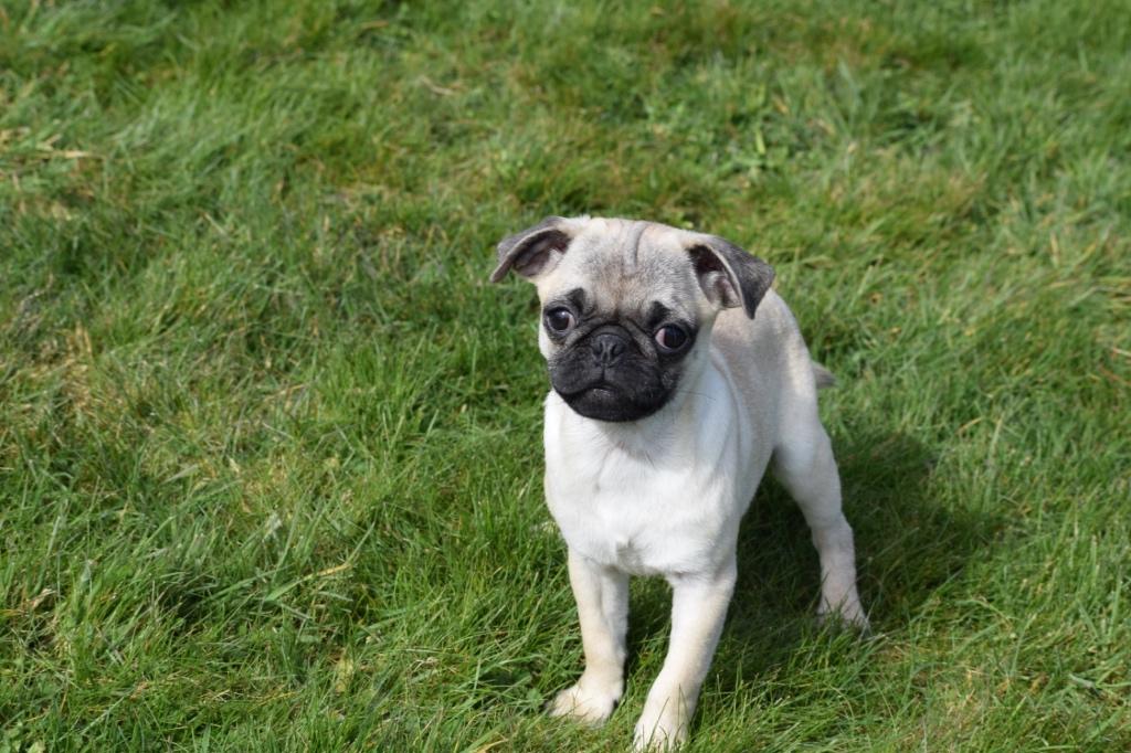 Mopshond pups, Dieren en Toebehoren, 15 weken tot 1 jaar, Overige rassen, Buitenland, Parvo