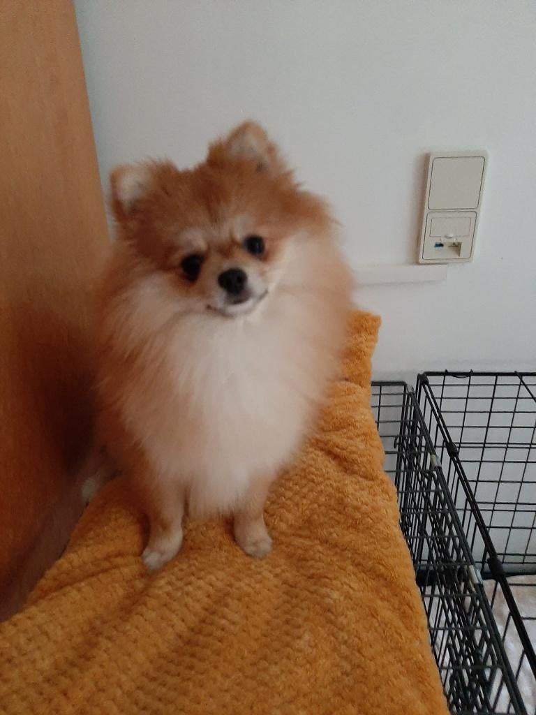 Lief Sociaal Klein Keesje/Pomeriaantje, Dieren en Toebehoren, Parvo, Nederland, Overige rassen, 1 tot 2 jaar