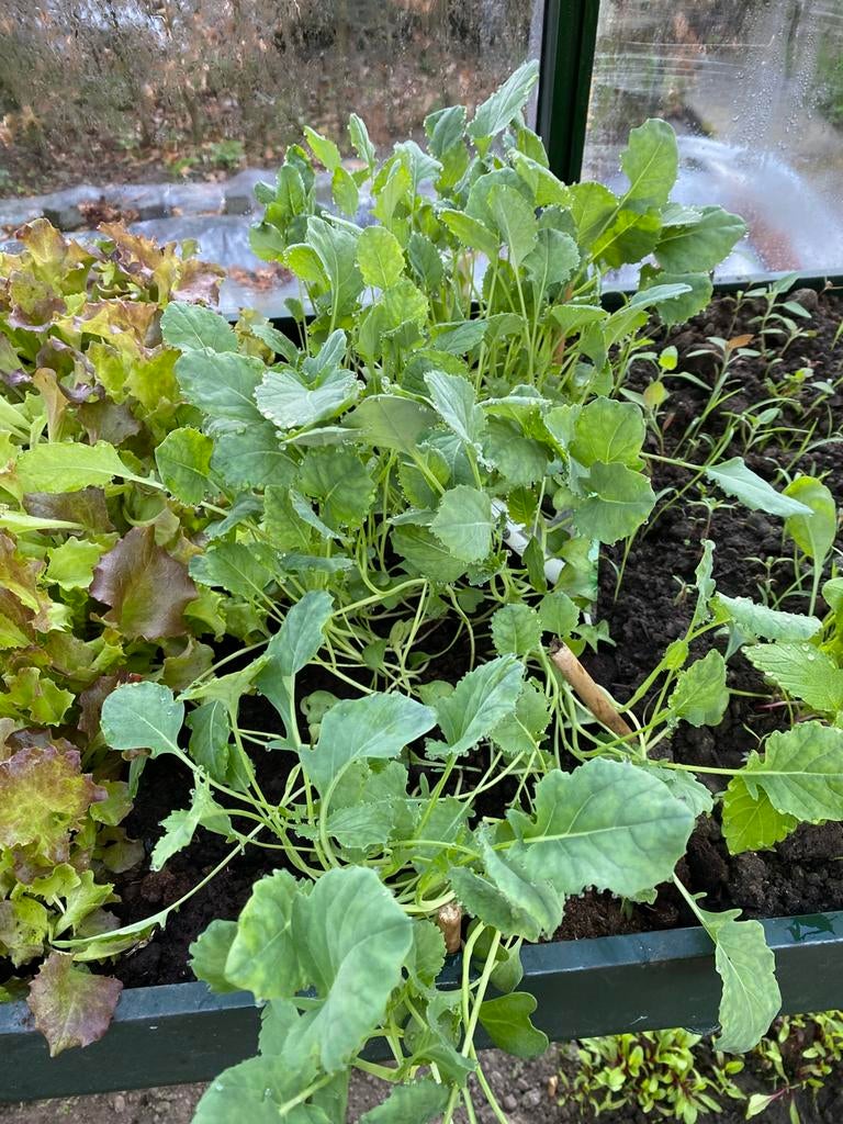 Broccoli Zaailingen, Ophalen, Eenjarig, Groenteplanten, Volle zon