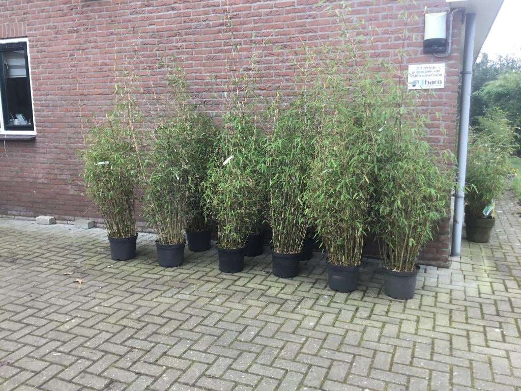 Fargesia Nitida Great Wall , niet woekerende bamboe, Ophalen, Bamboe, Haag, 100 tot 250 cm