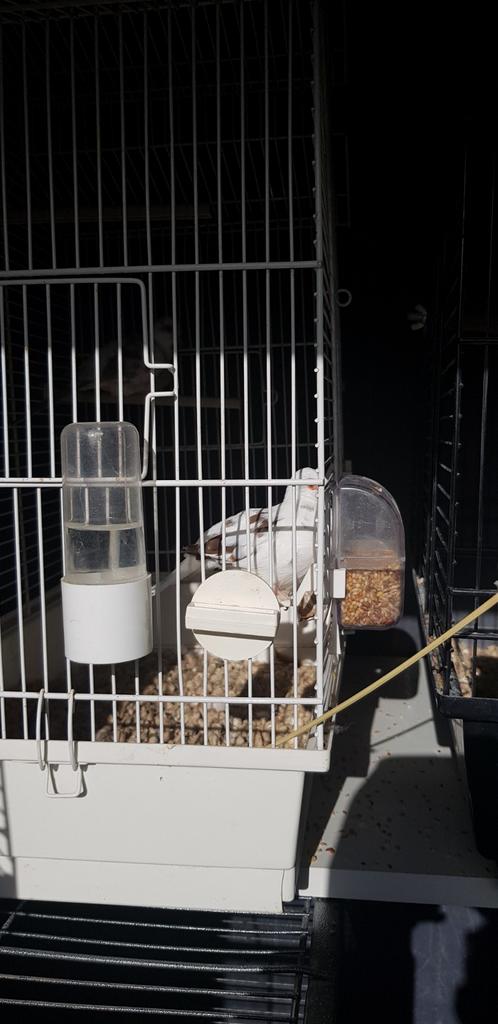 Diamantduifjes doffers bont 2025, Dieren en Toebehoren, Vogels | Overige Vogels, Meerdere dieren