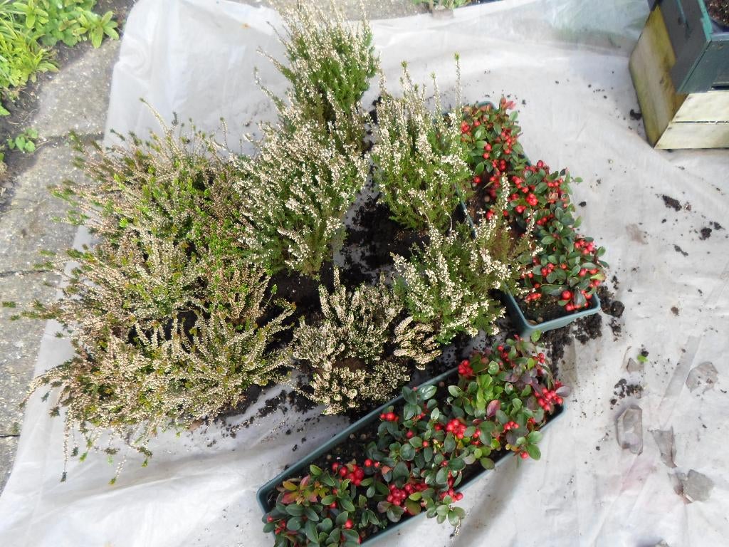 Heide   en     Bergthee.      20    euro., Vaste plant, Halfschaduw, Winter, Ophalen