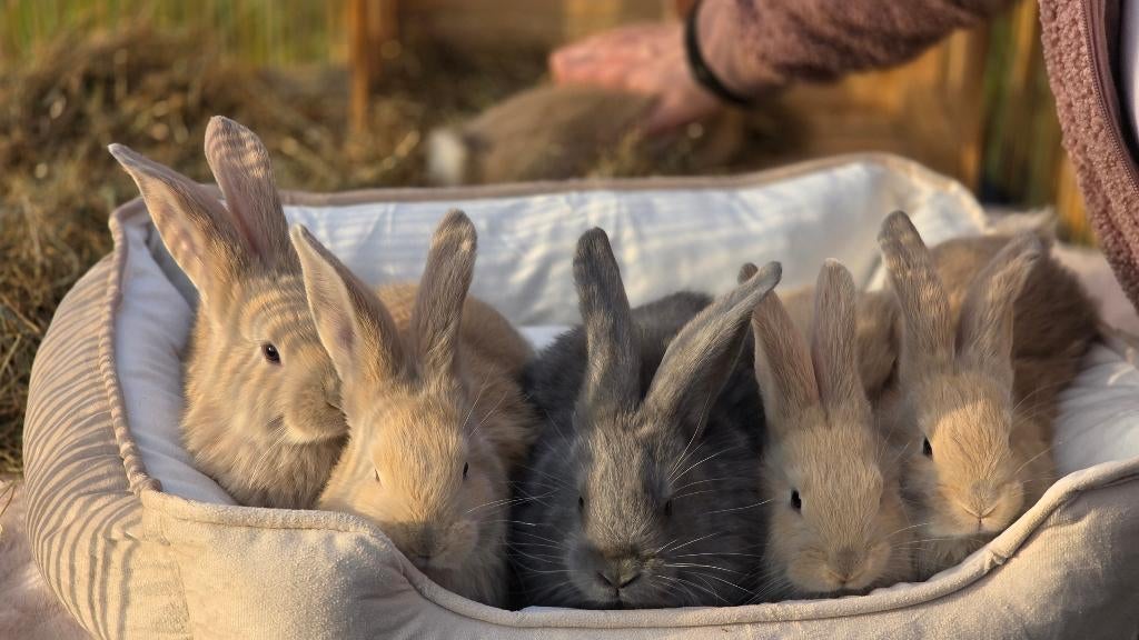 Duitse reuzen - ras zuiver, Dieren en Toebehoren, Meerdere dieren, Groot, 0 tot 2 jaar
