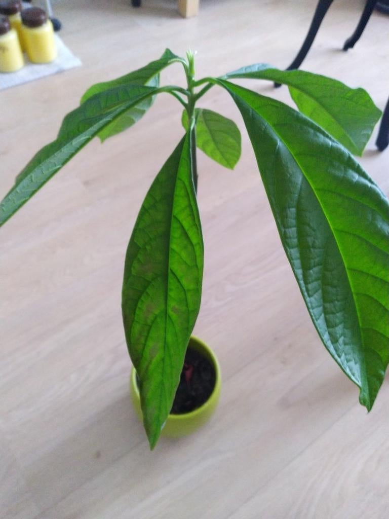 Avocado plant, Ophalen, Halfschaduw, Minder dan 100 cm