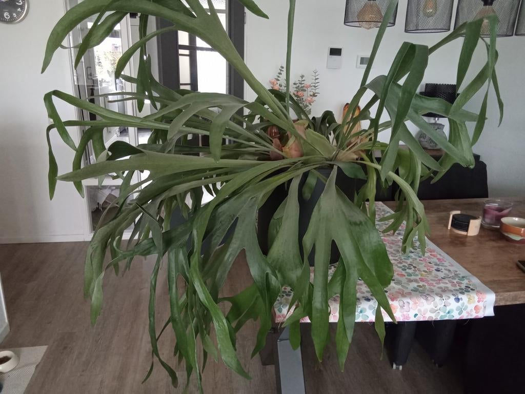 Grote Hertshoorn, Ophalen, Overige soorten, Halfschaduw, 100 tot 150 cm